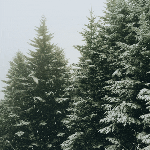 HappyHolidays1-ezgif.com-optimize (1)